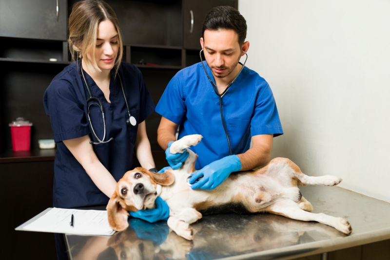 Clínicas veterinárias