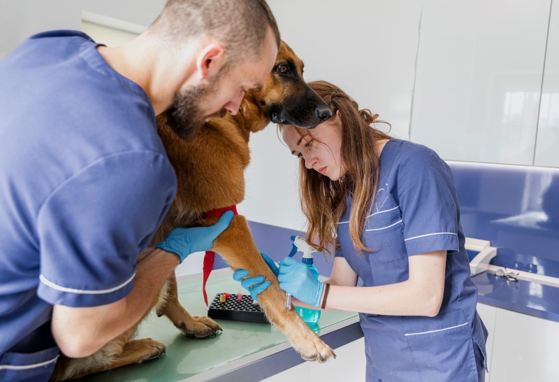 Hospitais veterinários